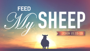 Feed My Sheep featured image